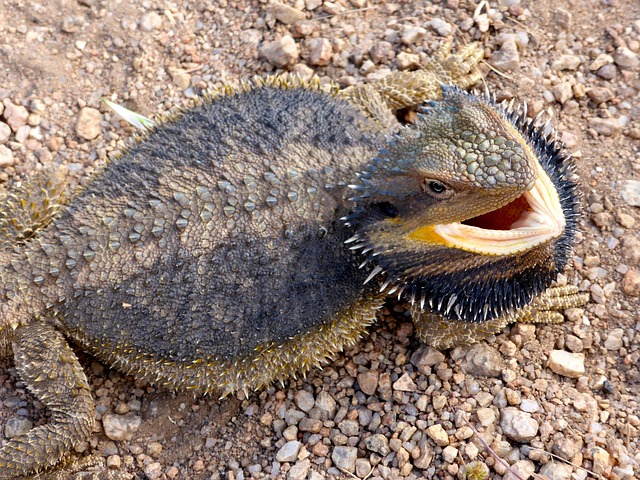 Bearded dragon with black beard
