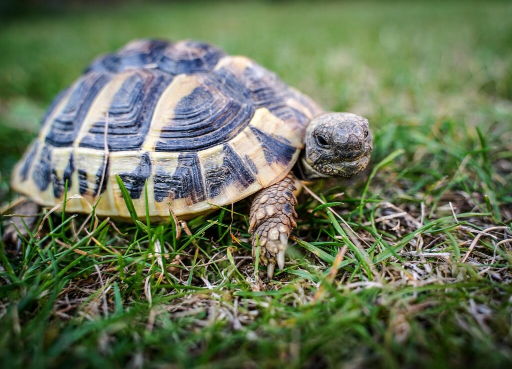 baby Hermann's tortoise