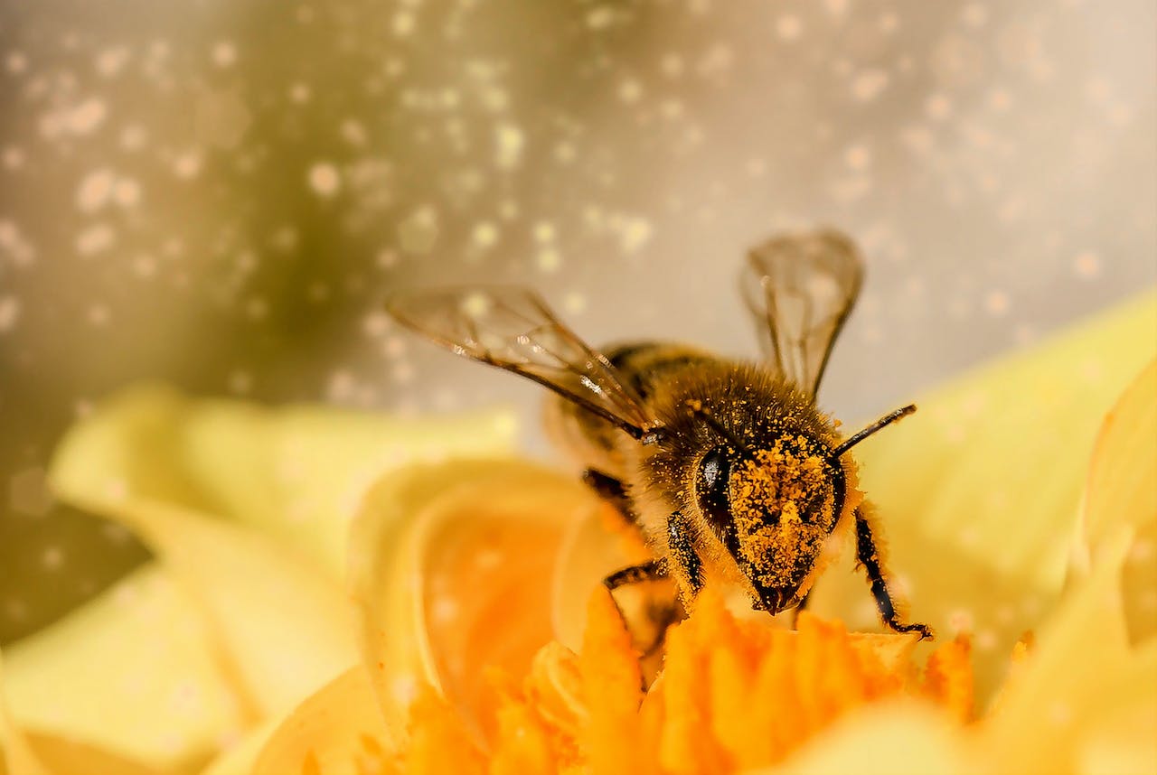 bee flinging pollen