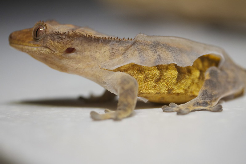 Pale crested gecko