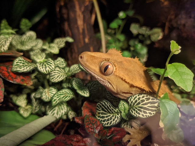 crested gecko in vivarium