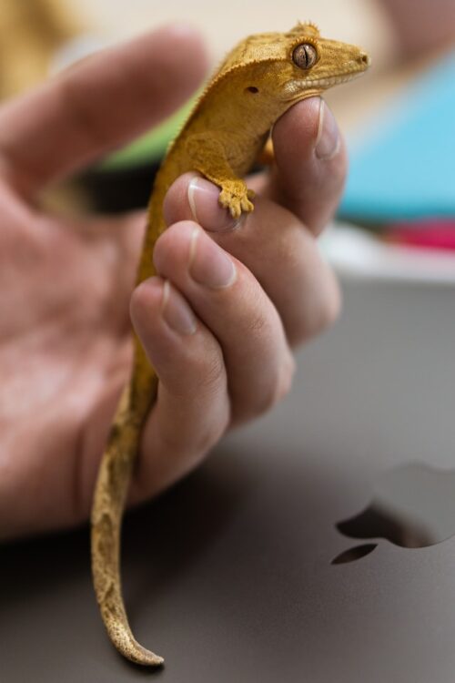 holding crested gecko