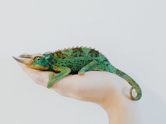 Jackson's chameleon