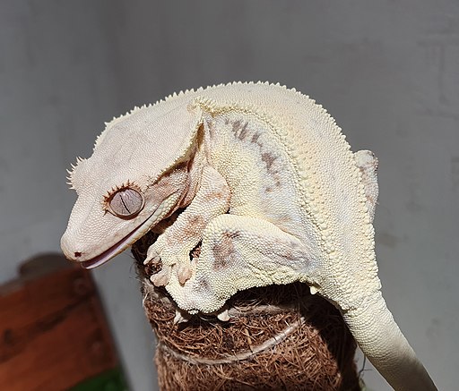 lilly white crested gecko 2