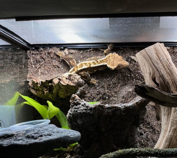 my fired down crested gecko