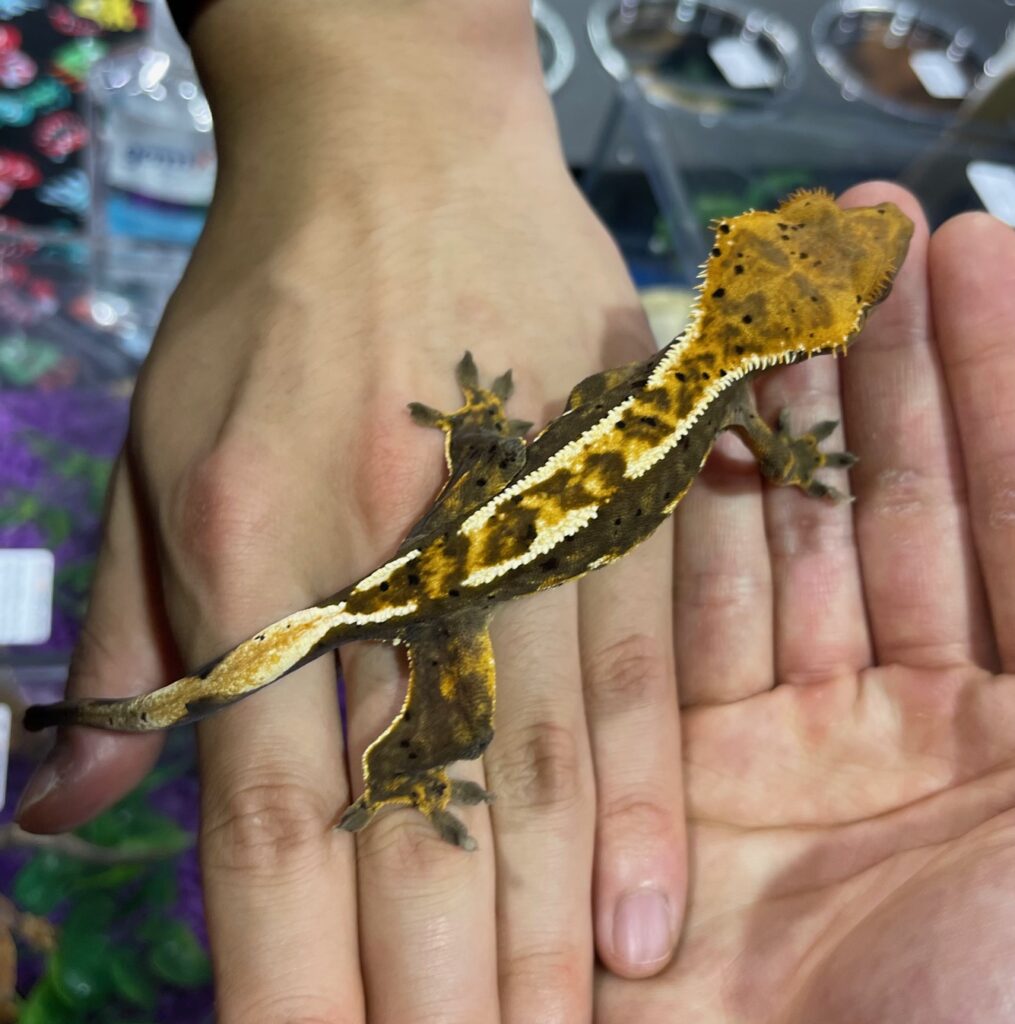 my fired up crested gecko