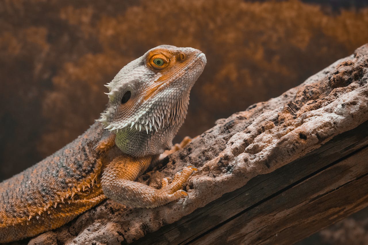 red bearded dragon