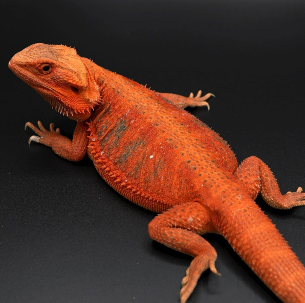 ruby red bearded dragon