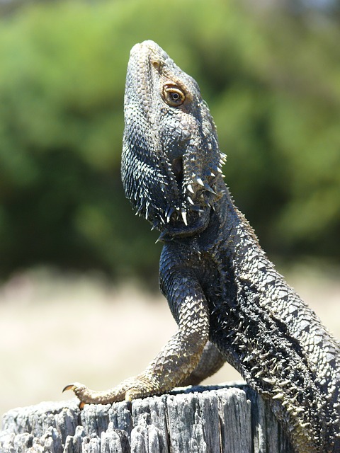 wild bearded dragon free