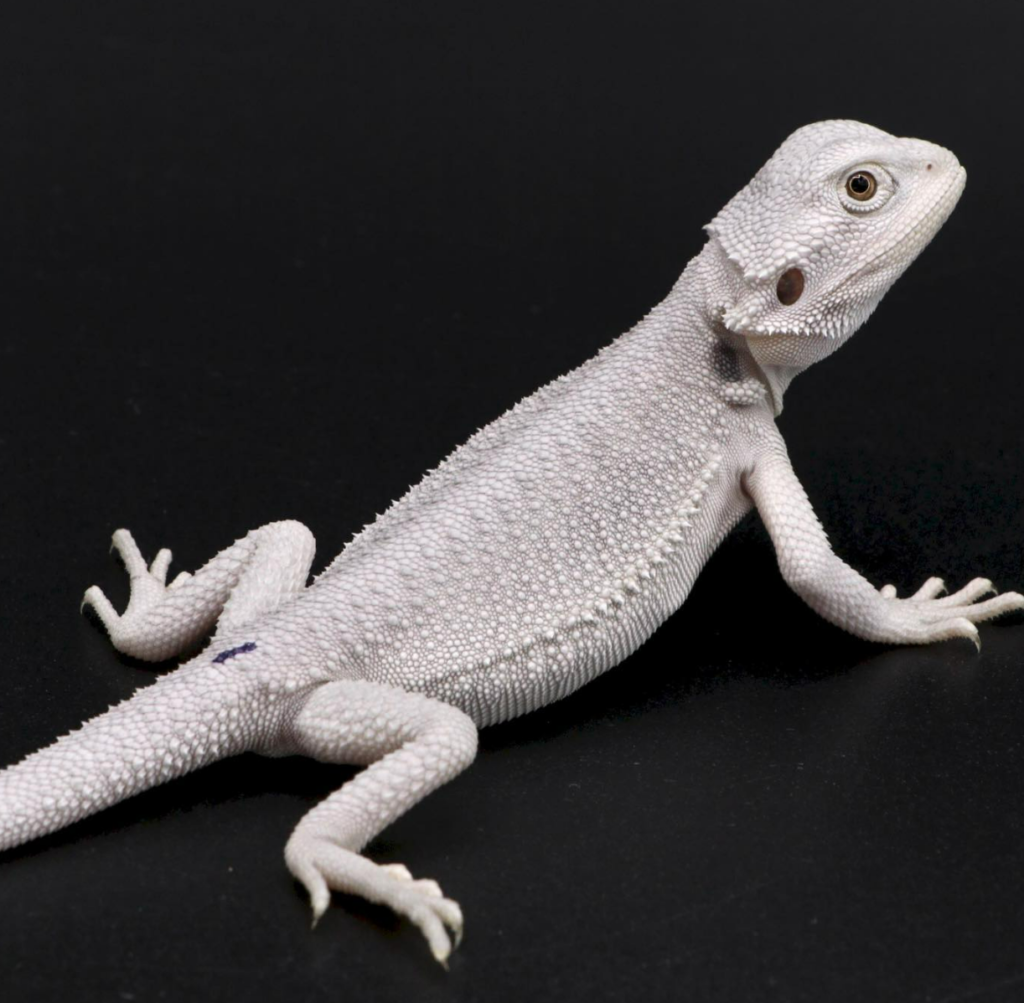 zero bearded dragon