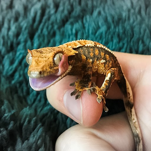 Taming a crested gecko