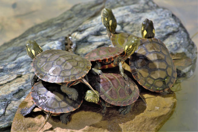 baby yellow bellied sliders