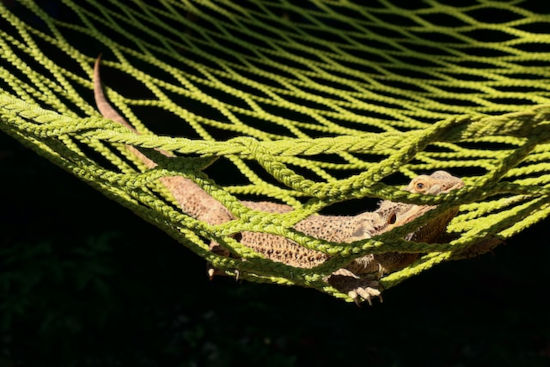 Bearded dragon resting on hammock (reptile activities)