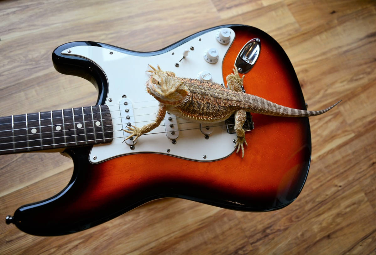 bearded dragon on guitar