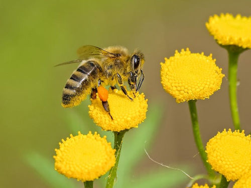 bee carrying pollen on corbiculae