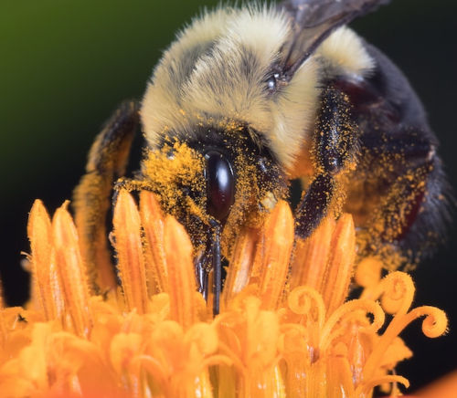 bee collecting pollen