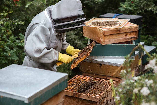 beekeeper examining beehive