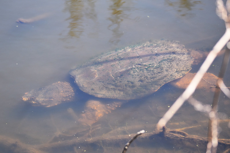 common snapping turtle underwater