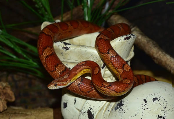 corn snake in enclosure