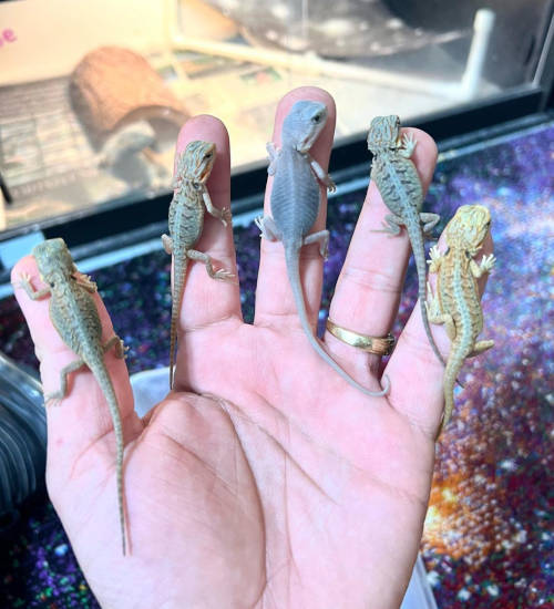 handful of baby bearded dragons