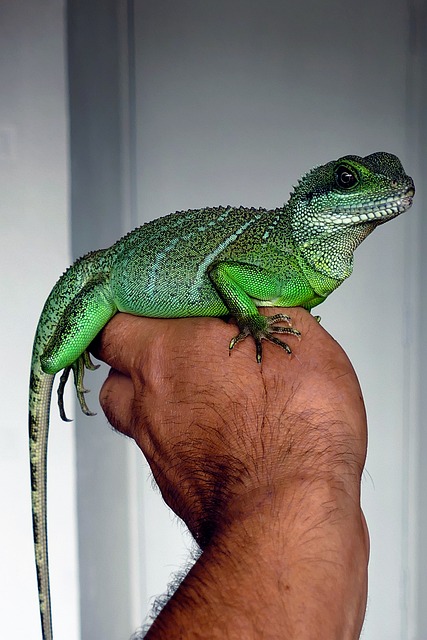 holding chinese water dragon