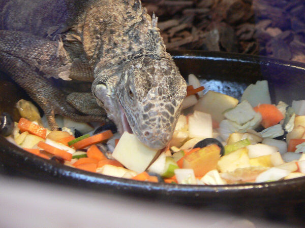 iguana eating salad