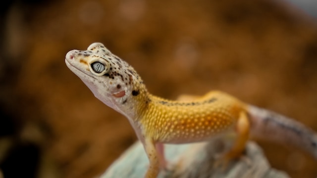 leopard gecko looking up