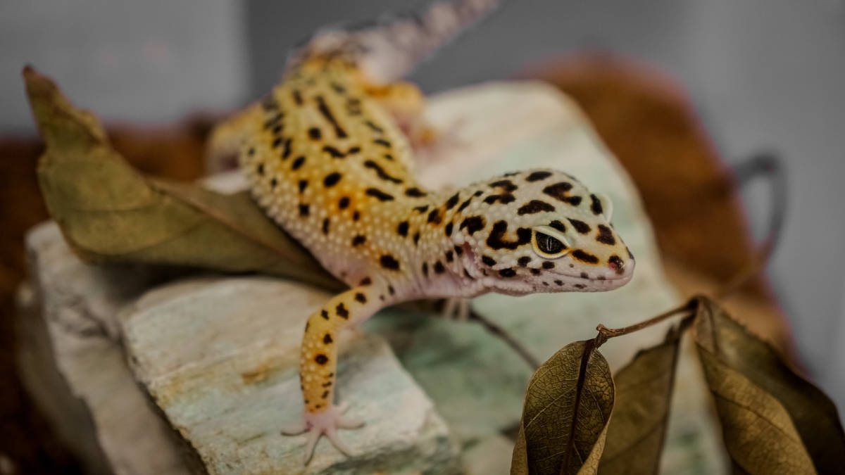 Top 7 Best Pet Reptiles For Beginners (and 3 To Avoid)