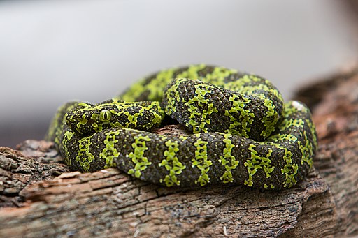 mangshan pit viper