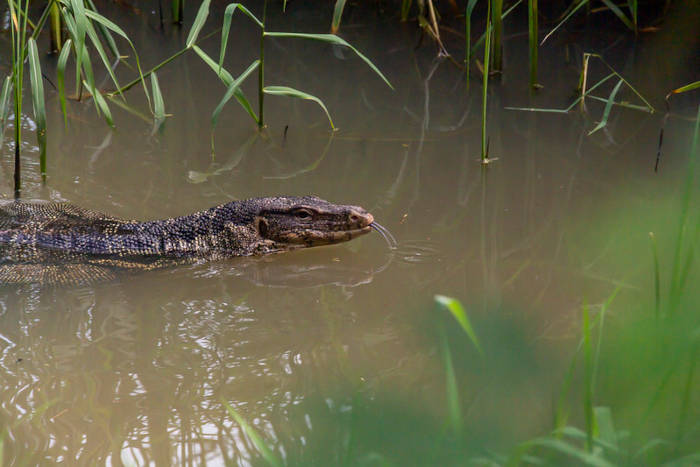 monitor lizard swimming