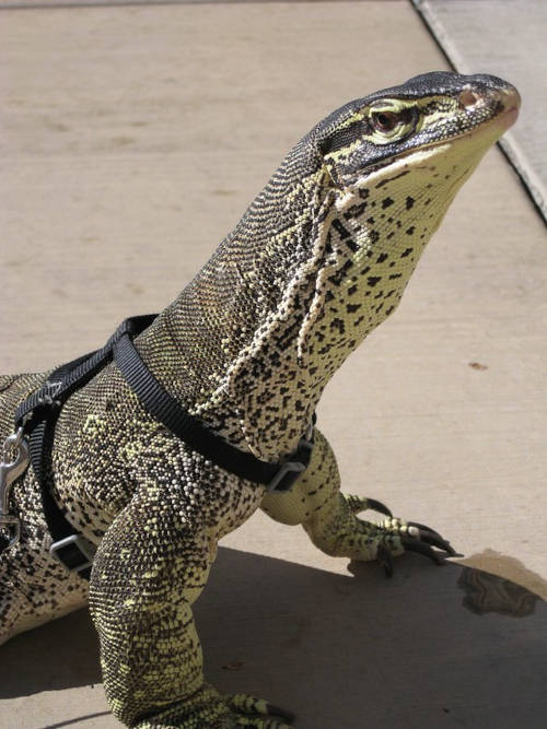 monitor lizard with harness