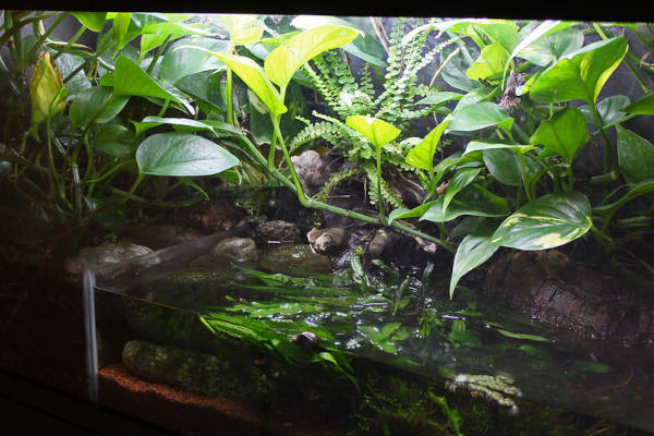 new reptile enclosure layout