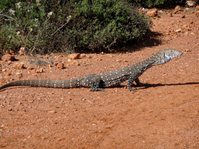 perentie monitor lizard