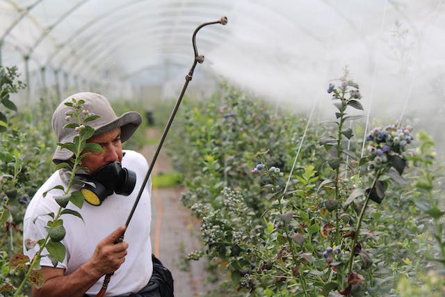 gardener spraying pesticides