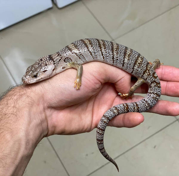 pink tongue skink