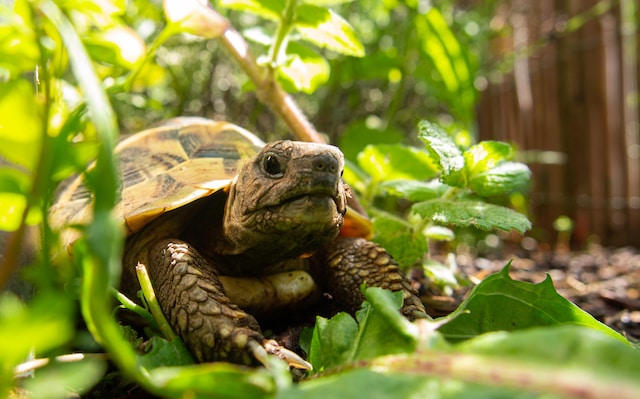 russian tortoise