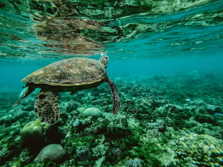 how do turtles breathe underwater?