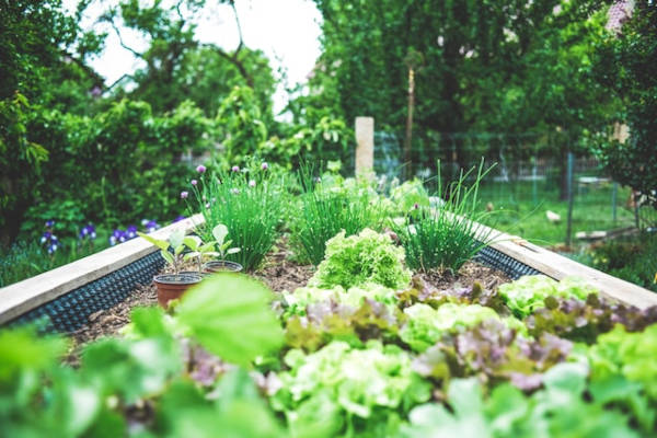 sensory garden for reptiles