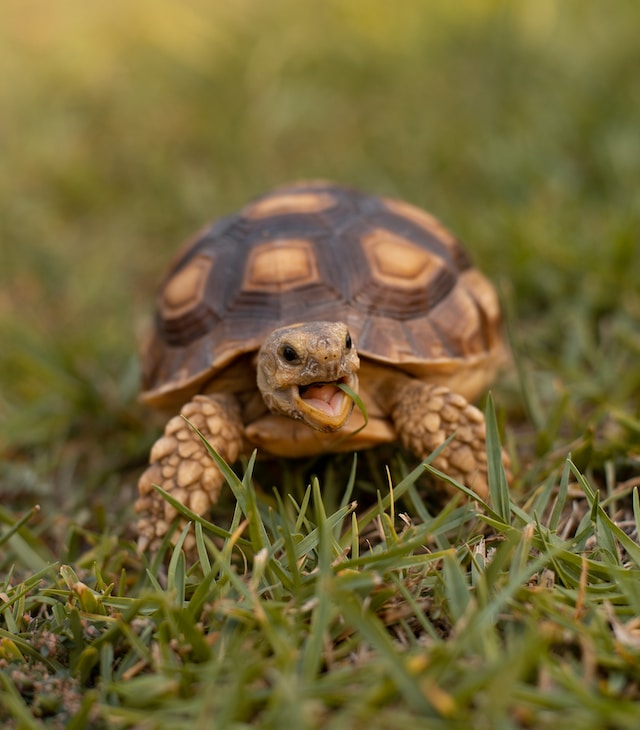 sulcata tortoise in backyard