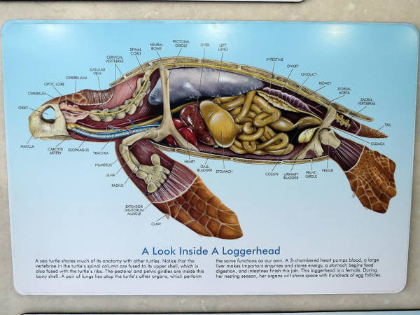 turtle anatomy