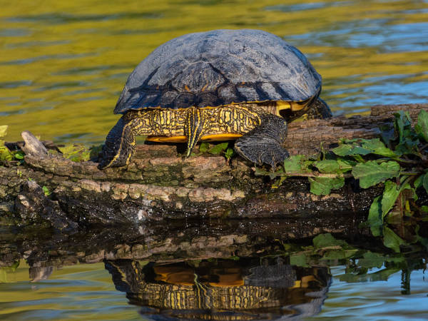 turtle showing tail