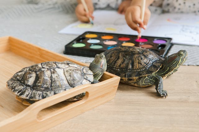 two turtles "hanging out"