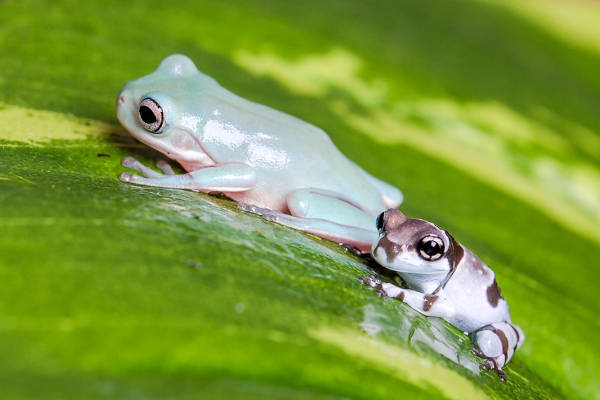 whites tree frog and milk frog