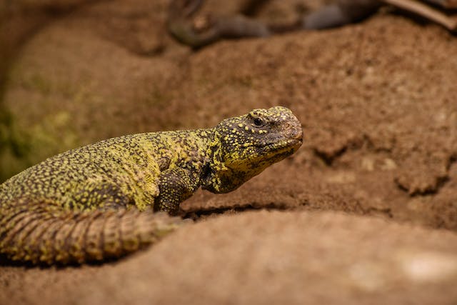 Mali uromastyx