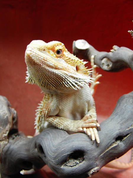 bearded dragon on a branch