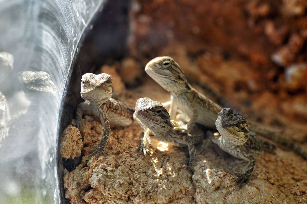 multiple bearded dragons