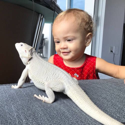 toddler with bearded dragon