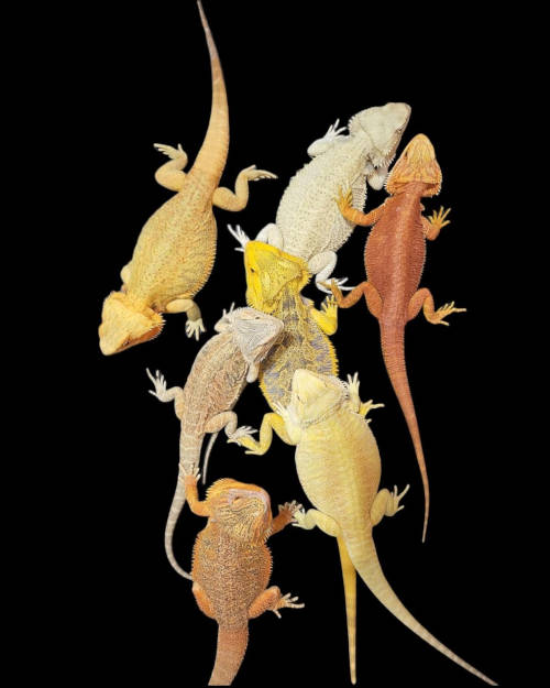 various bearded dragon morphs